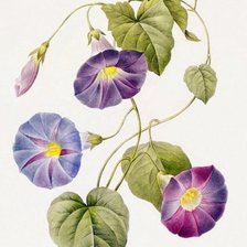 Схема вышивки «цветы»