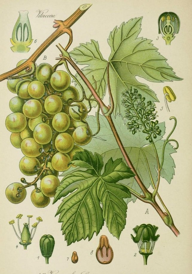 ботаника - оригинал