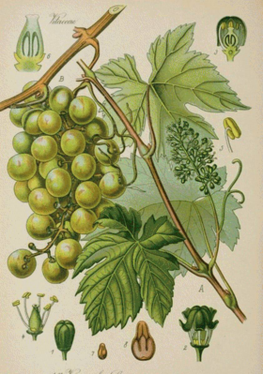 ботаника - предпросмотр