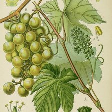 Схема вышивки «ботаника»