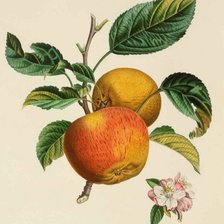 Схема вышивки «яблочки»