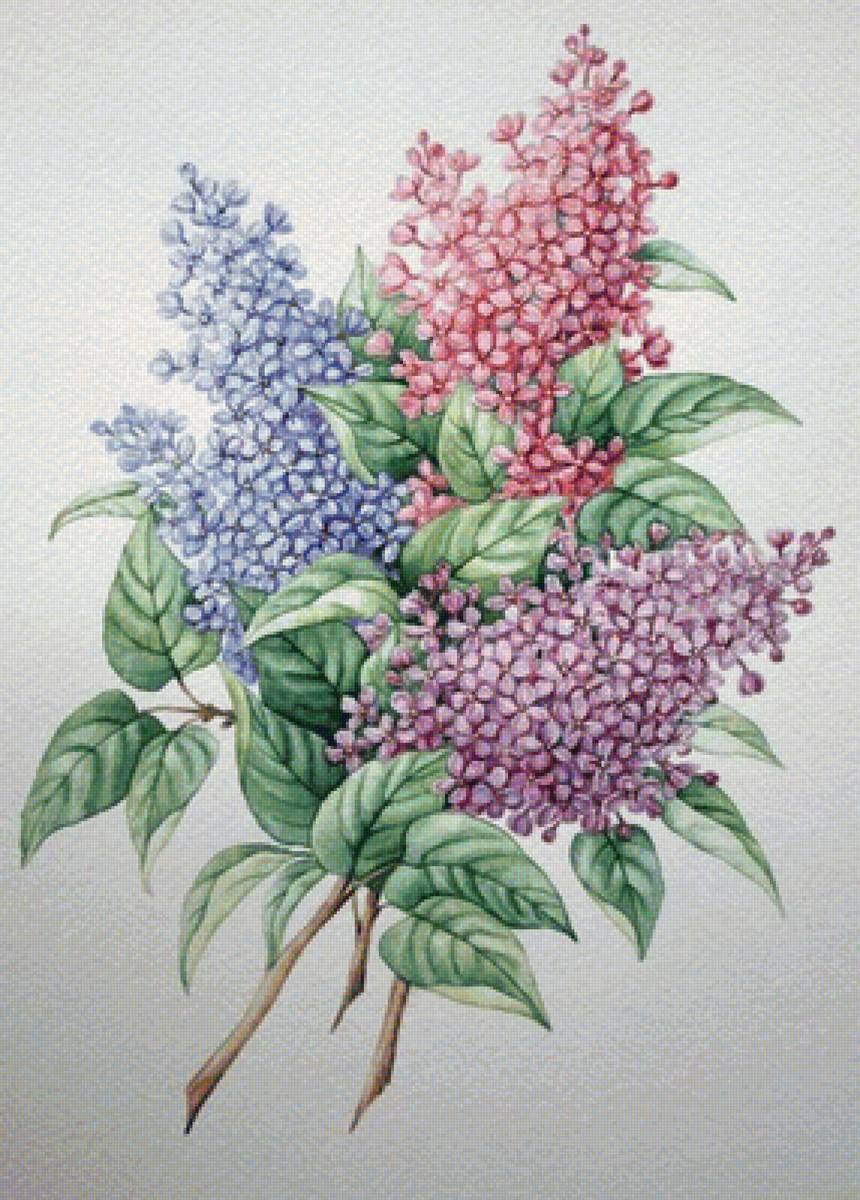 сирень - предпросмотр