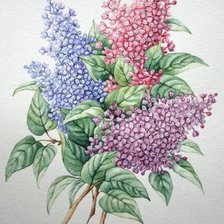 Схема вышивки «сирень»