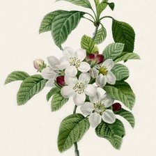 Схема вышивки «цветы»