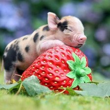 Схема вышивки «Свинка и клубника»