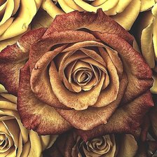 Схема вышивки «№1833383»