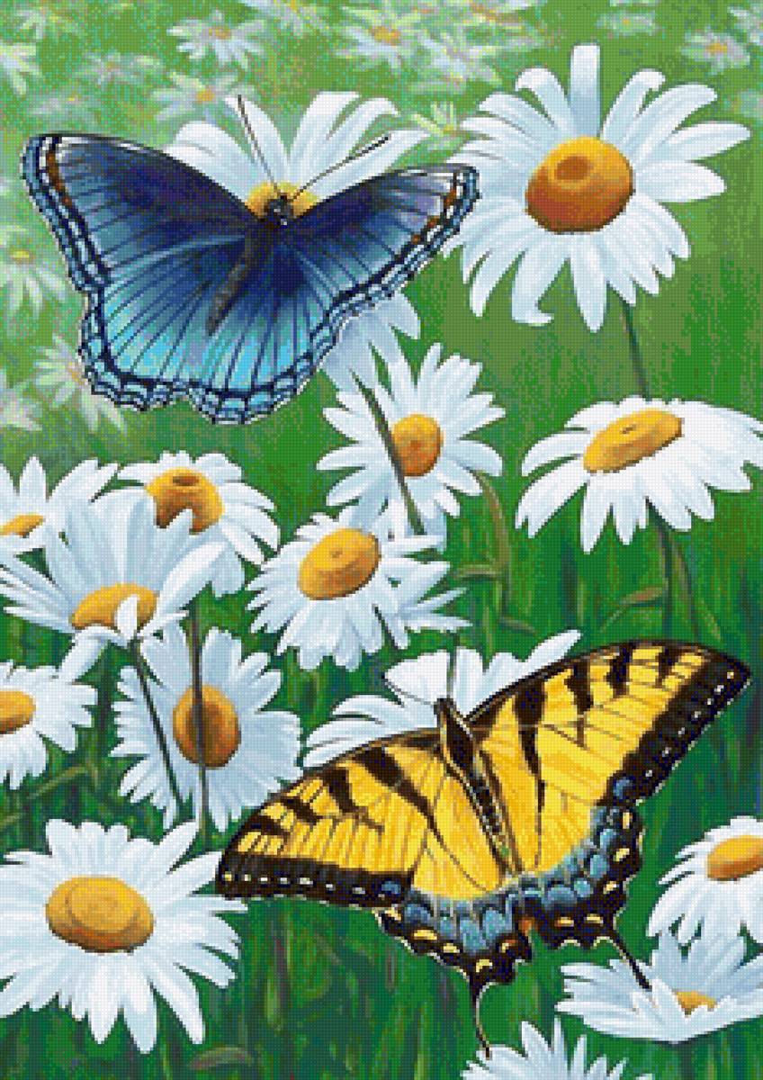 бабочки - мир животных - предпросмотр