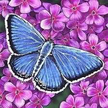 Схема вышивки «бабочка»