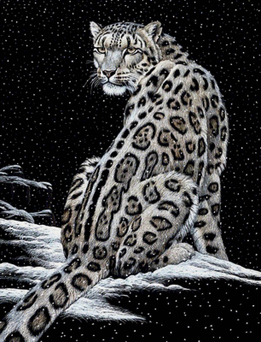 Гепард - хищники, животные - предпросмотр