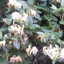 Схема вышивки «фуксия»