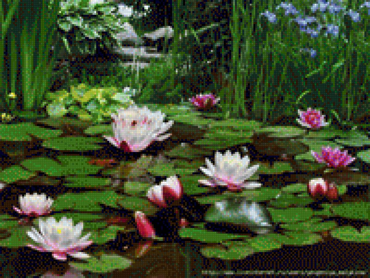 лотосы - цветыю пруд, восток, озеро - предпросмотр