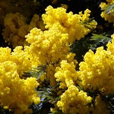 Схема вышивки «мимоза»