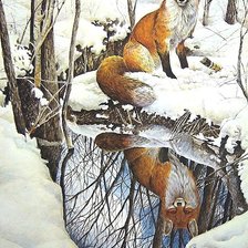 лиса, отражение