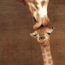 Схема вышивки «поцелуй на ночь»