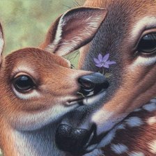 Схема вышивки «дикие»