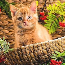 Схема вышивки «котёнок»