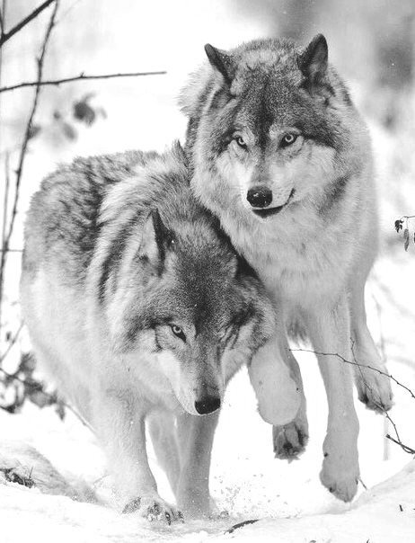 Два волка чб - моно, пара, волки, животные, звери, семья - оригинал