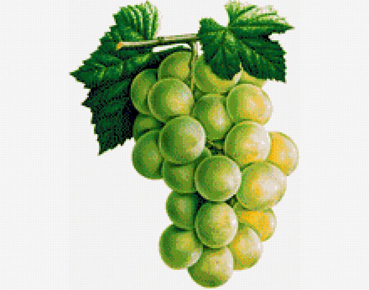 виноград - предпросмотр