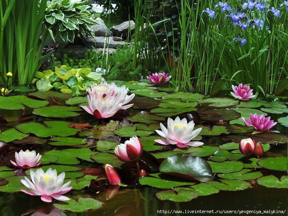 лотос - оригинал