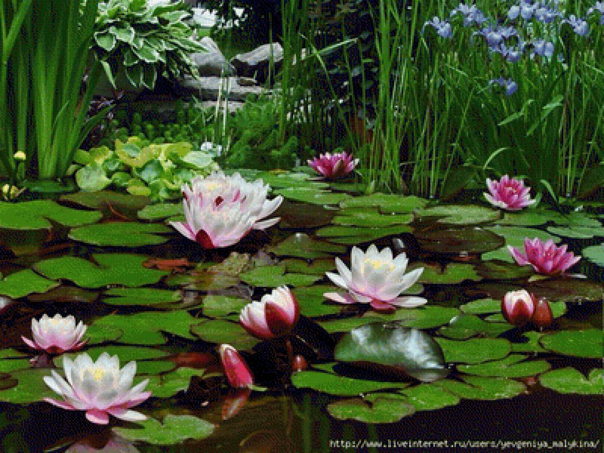 лотос - предпросмотр