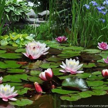 Схема вышивки «лотос»