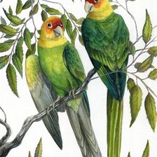 Схема вышивки «птицы»