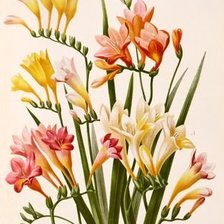 Схема вышивки «ФРЕЗИЯ»