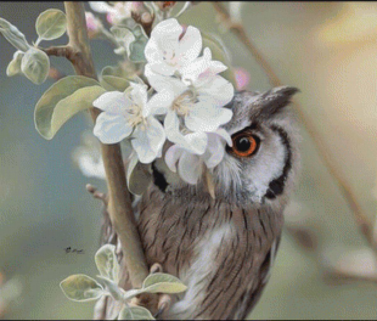 Сова - птицы - предпросмотр