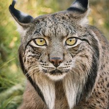 Схема вышивки «піренейська рись»