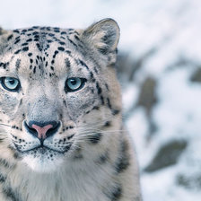 Схема вышивки «сніговий барс»