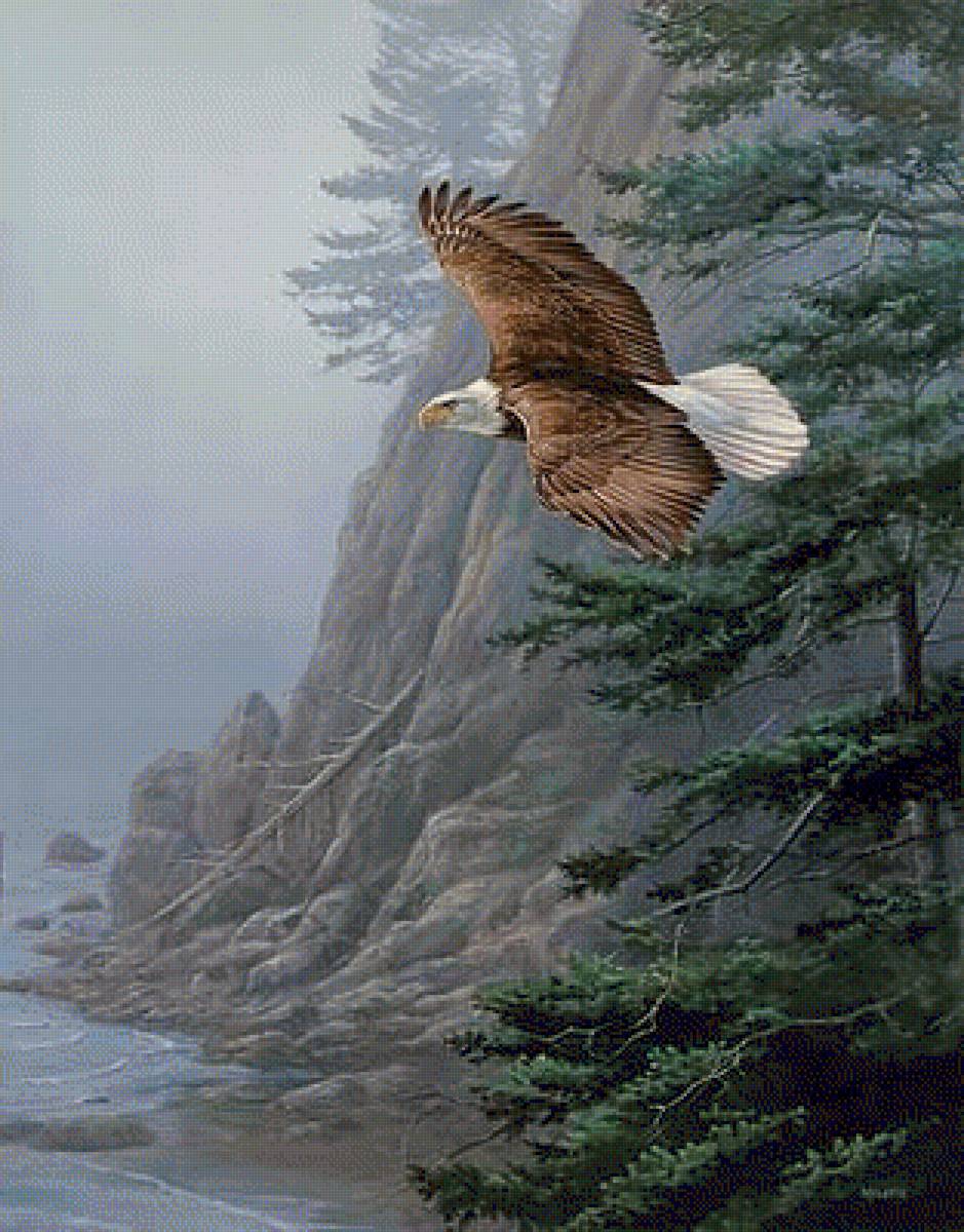 орел - птицы - предпросмотр