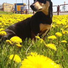 Схема вышивки «Клава в одуванчиках»