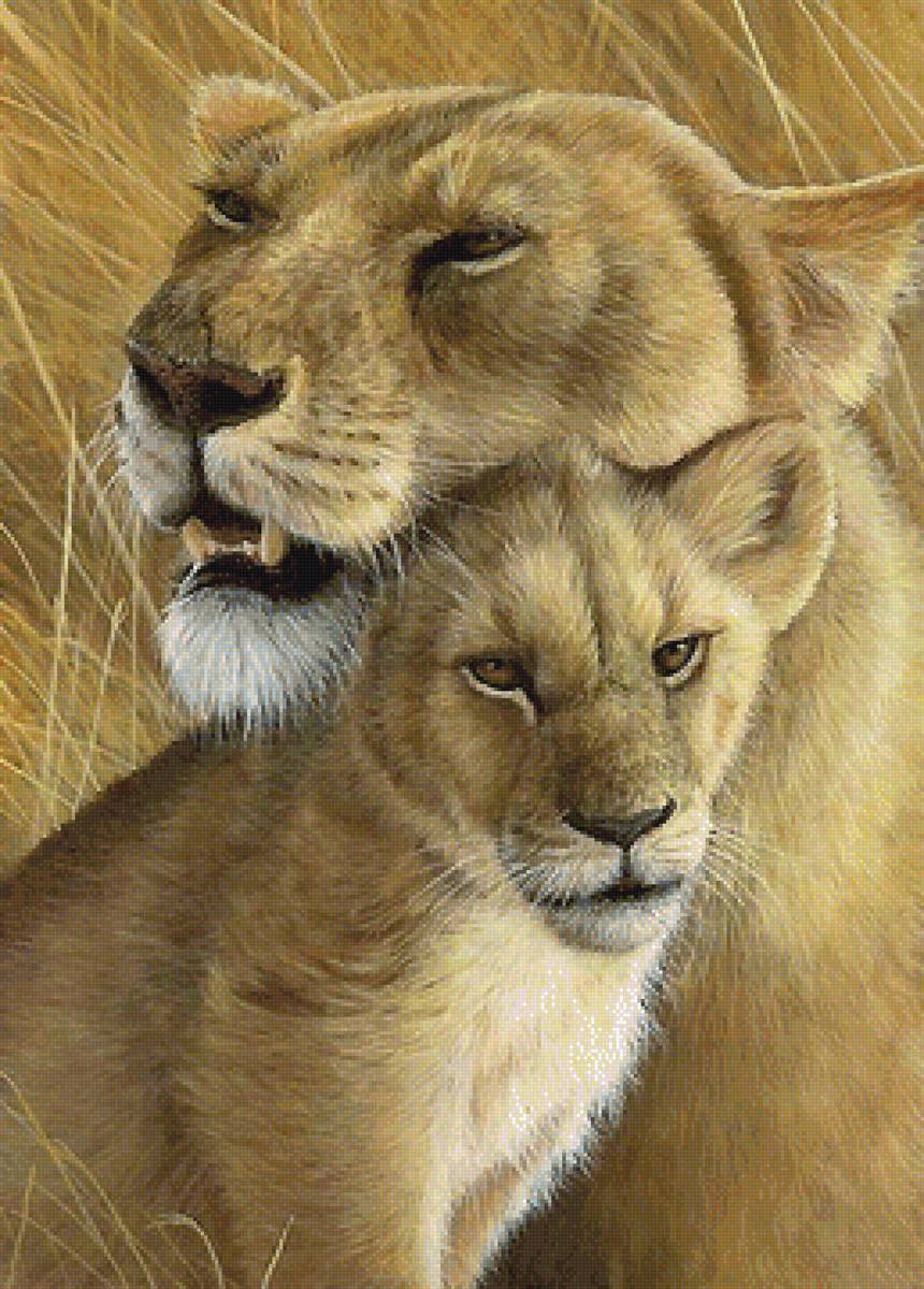 львы - предпросмотр