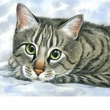 Схема вышивки «Котик»