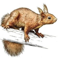 Схема вышивки «Белочка»