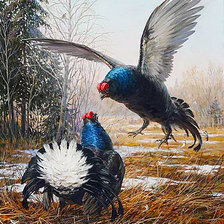 Схема вышивки «Тетерева»