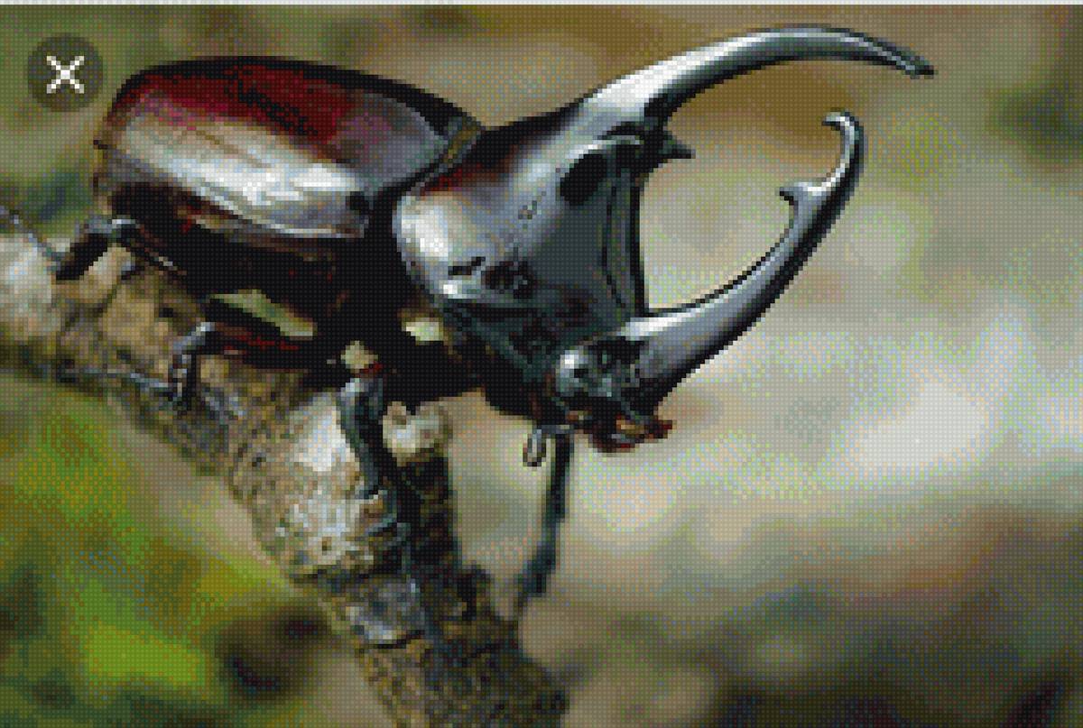 Жук носорог - насекомое - предпросмотр