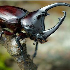 Схема вышивки «Жук носорог»