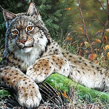 Схема вышивки «Рысь отдыхает»