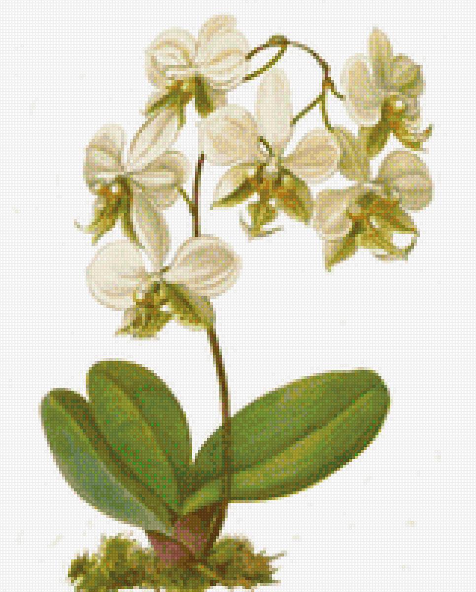 Орха - предпросмотр