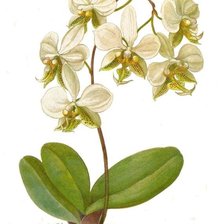 Схема вышивки «ORQUIDEA BLANCA»