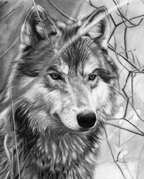 LOBO - оригинал