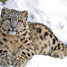 Схема вышивки «№1836998»