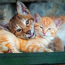 Схема вышивки «430»