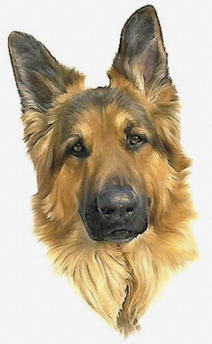 собака - предпросмотр