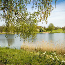 Схема вышивки «Береза»