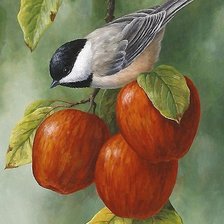 Схема вышивки «птица»