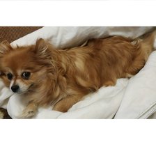 Схема вышивки «Шпиц»