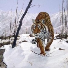 Схема вышивки «дикие»