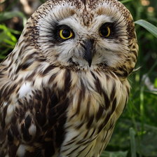 Схема вышивки «№1838832»